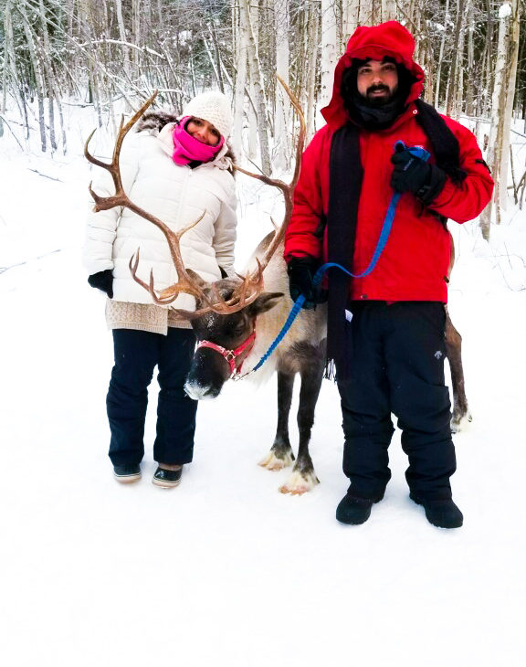 Reindeer in Fairbanks